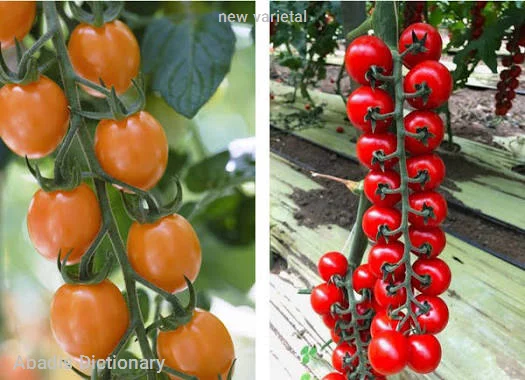 new varietal